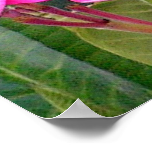 Roze Plumeria Flower Print (Hoek)