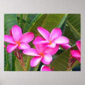 Roze Plumeria Flower Print (Voorkant)