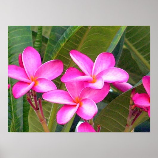 Roze Plumeria Flower Print (Voorkant)
