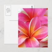 Roze Plumeria Frangipani Hawaii Flower Hawaiian Briefkaart (Voorkant / Achterkant)