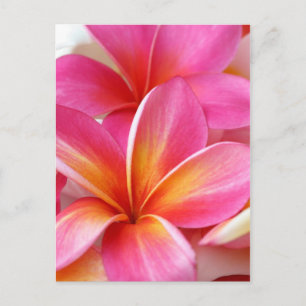 Roze Plumeria Frangipani Hawaii Flower Hawaiian Briefkaart