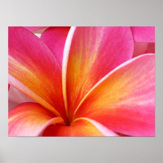Roze Plumeria Frangipani Hawaii Flower Hawaiian Poster (Voorkant)