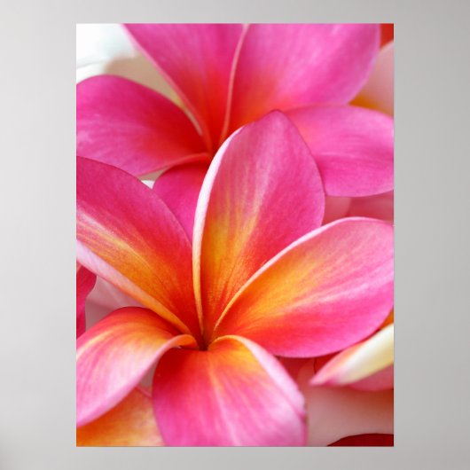Roze Plumeria Frangipani Hawaii Flower Hawaiian Poster (Voorkant)