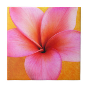 Roze Plumeria Frangipani Hawaii Flower Hawaiian Tegeltje