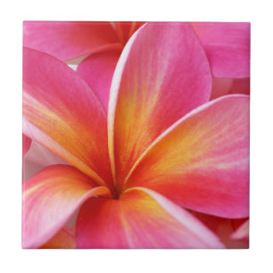 Roze Plumeria Frangipani Hawaii Flower Hawaiian Tegeltje