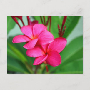 Roze Plumeria Frangipani Hawaiian Flower Briefkaart