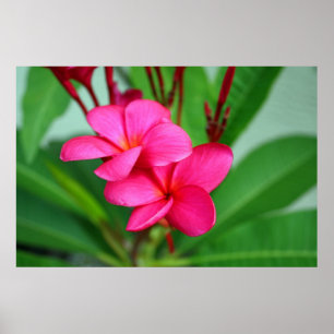 Roze Plumeria Frangipani Hawaiian Flower Poster