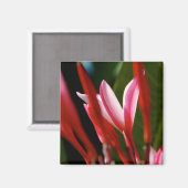 Roze Plumeria Magnet (Voorkant / Achterkant)