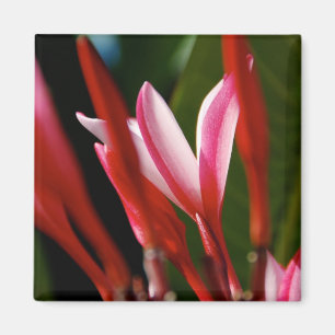 Roze Plumeria Magnet