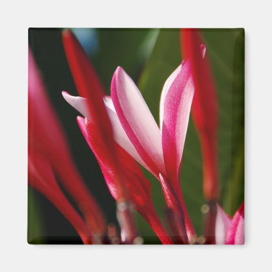 Roze Plumeria Magnet (Voorkant)