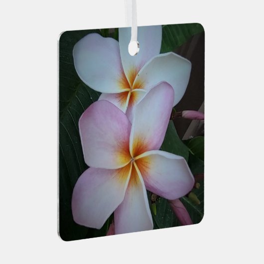 Roze Plumeria Square Ornament (Voorkant Rechts)