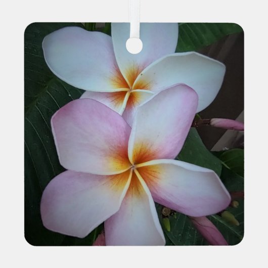 Roze Plumeria Square Ornament (Achterkant)