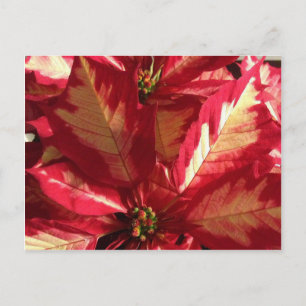 Roze Poinsettia Briefkaart