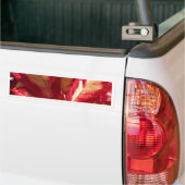 Roze Poinsettia Bumpersticker (Op Truck)