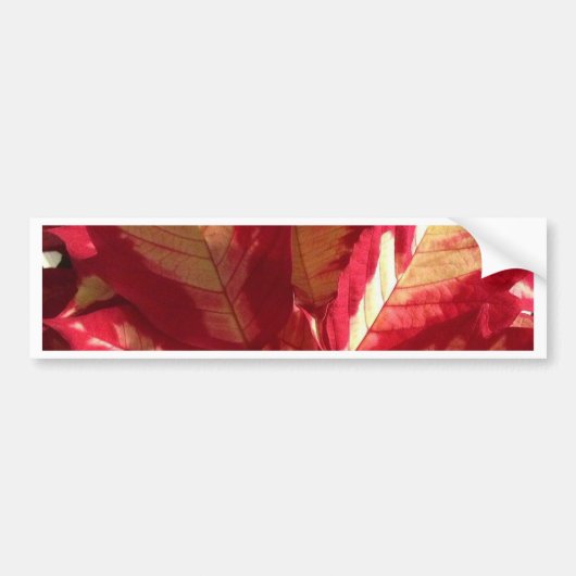 Roze Poinsettia Bumpersticker (Voorkant)