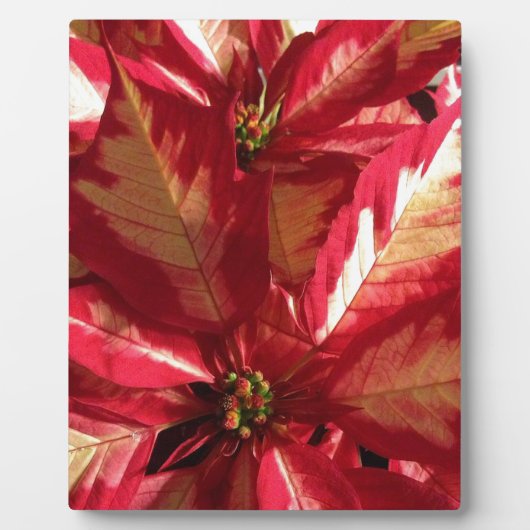 Roze Poinsettia Fotoplaat (Voorkant)