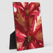 Roze Poinsettia Fotoplaat (Zijkant)