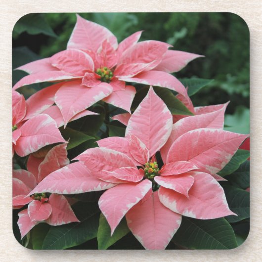 Roze Poinsettia-Onderzetters Onderzetter (Voorkant)