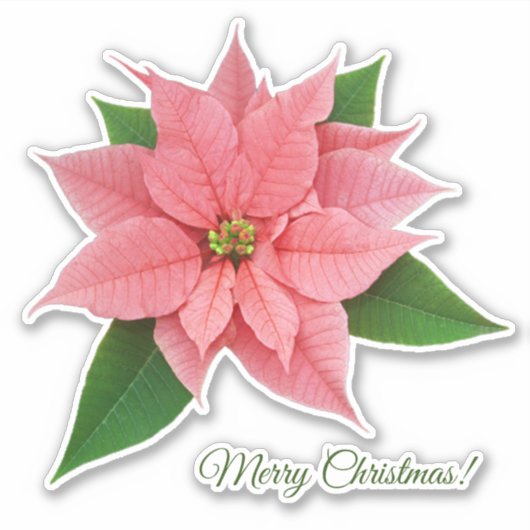Roze Poinsettia Sticker (Voorkant)