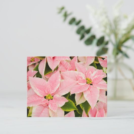 Roze Poinsettias Feestdagenkaart (Staand voorkant)
