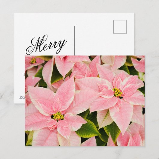 Roze Poinsettias Feestdagenkaart (Voorkant / Achterkant)