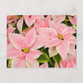 Roze Poinsettias Feestdagenkaart (Voorkant)