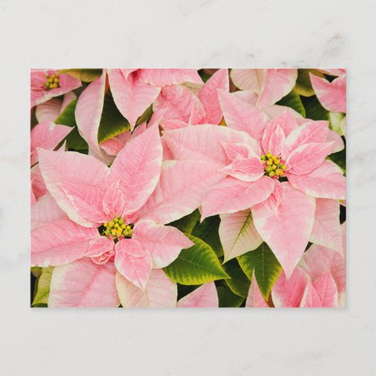 Roze Poinsettias Feestdagenkaart (Voorkant)