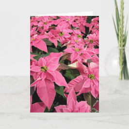Roze Poinsietta Kerstkaart Feestdagen Kaart
