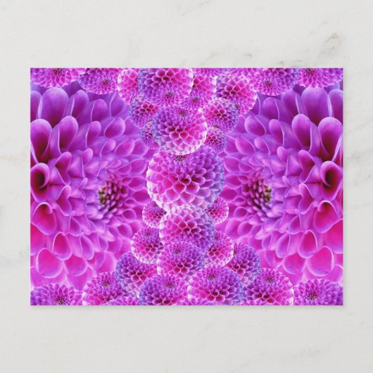 Roze Pom Dahlia Flowers Briefkaart (Voorkant)
