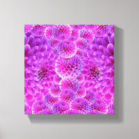 Roze Pom Dahlia Flowers