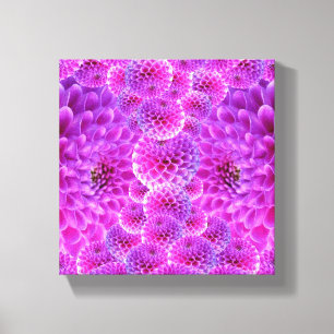 Roze Pom Dahlia Flowers Canvas Afdruk
