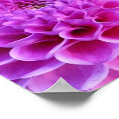 Roze Pom Dahlia Flowers Poster (Hoek)