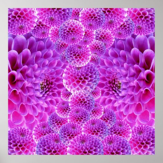 Roze Pom Dahlia Flowers Poster (Voorkant)