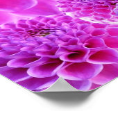 Roze Pom Dahlia Flowers Poster (Hoek)