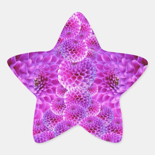 Roze Pom Dahlia Flowers Ster Sticker (Voorkant)