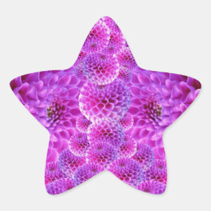 Roze Pom Dahlia Flowers Ster Sticker