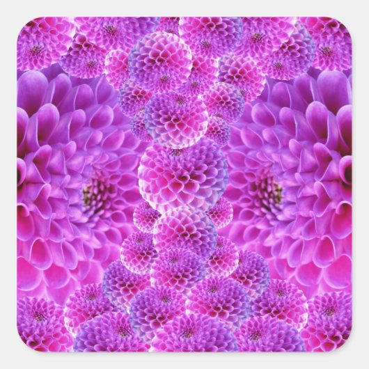 Roze Pom Dahlia Flowers Vierkante Sticker (Voorkant)