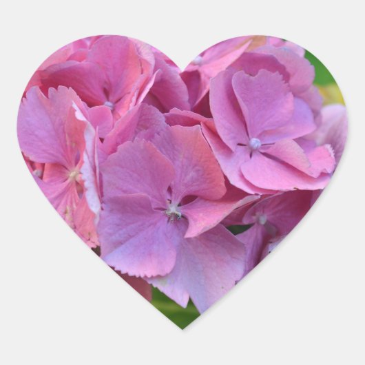 Roze Pompom Hortensia Bloem Hart Sticker (Voorkant)