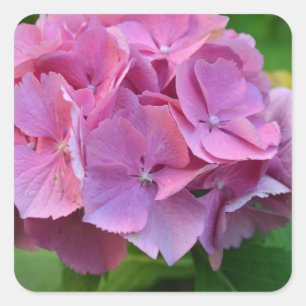 Roze Pompom Hortensia Bloem Vierkante Sticker