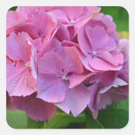 Roze Pompom Hortensia Bloem Vierkante Sticker (Voorkant)
