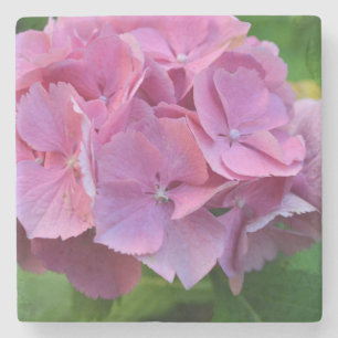 Roze Pompom Hydrangea Hortensia Bloem Stenen Onderzetter