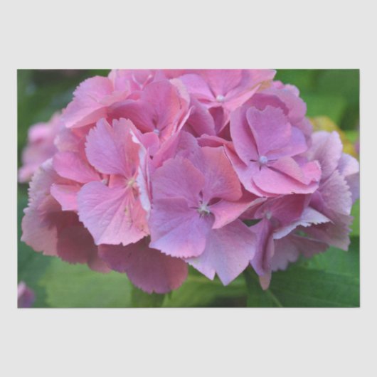 Roze Pompom Hydrangea Hortensia Bloem Tissuepapier (Voorkant)