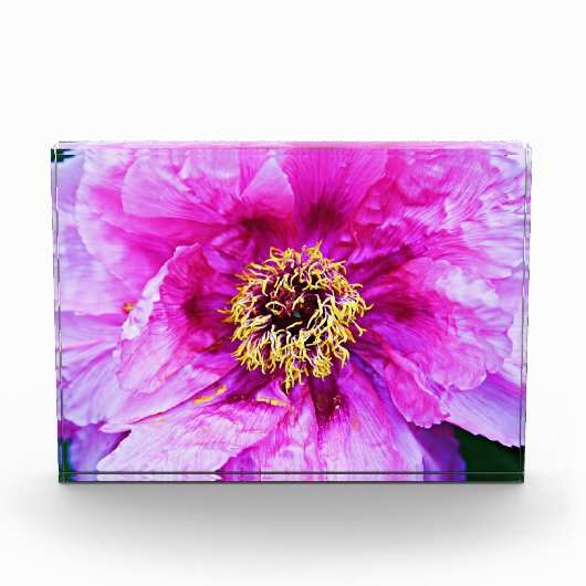 Roze pony Acrylic Block Fotoblokken (Voorkant)
