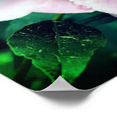 Roze pony-bloem dicht bij elkaar poster (Hoek)