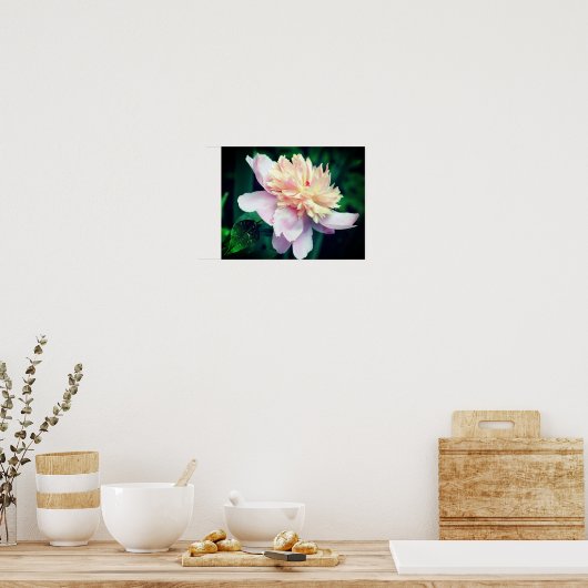 Roze pony-bloem dicht bij elkaar poster (Keuken)