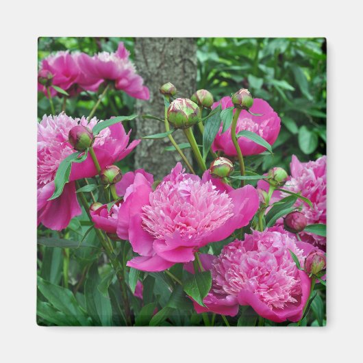 Roze pony-bloemen magneet (Voorkant)