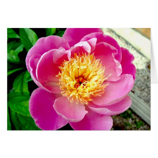 Roze pony Flower Blank-kaart (Voorkant Horizontaal)