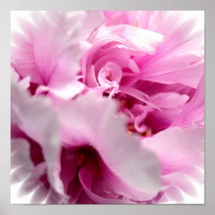 Roze pony Flower Poster