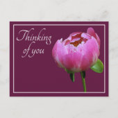 Roze pony Wine Colour Background denking of you Briefkaart (Voorkant)