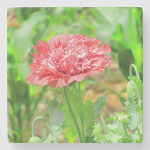 Roze Poppy Bloem in Bloei Stenen Onderzetter